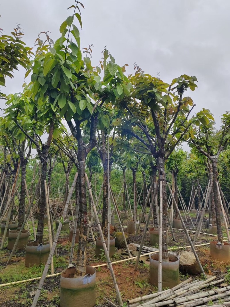大红紫薇（开花紫花）10～15公分基地直销规格齐全