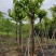 大红紫薇（开花紫花）10～15公分基地直销规格齐全