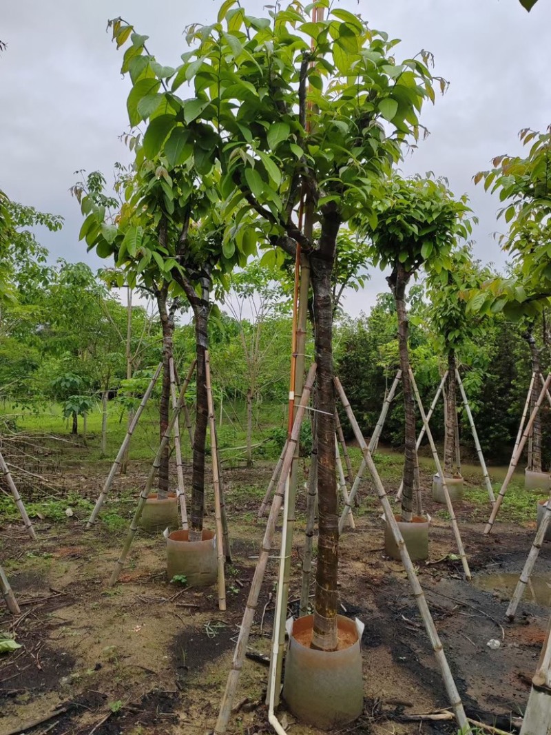 大红紫薇（开花紫花）10～15公分基地直销规格齐全