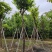 大红紫薇（开花紫花）10～15公分基地直销规格齐全
