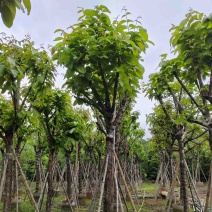 大红紫薇（开花紫花）10～15公分基地直销规格齐全