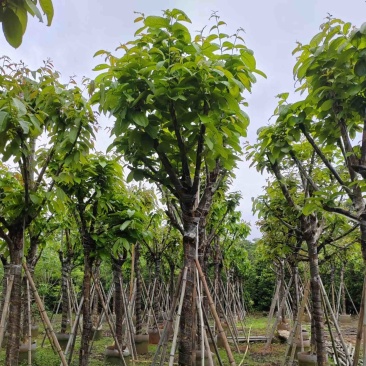大红紫薇（开花紫花）10～15公分基地直销规格齐全