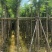 蓝花楹5～12公分基地直销规格齐全欢迎老板来电咨询