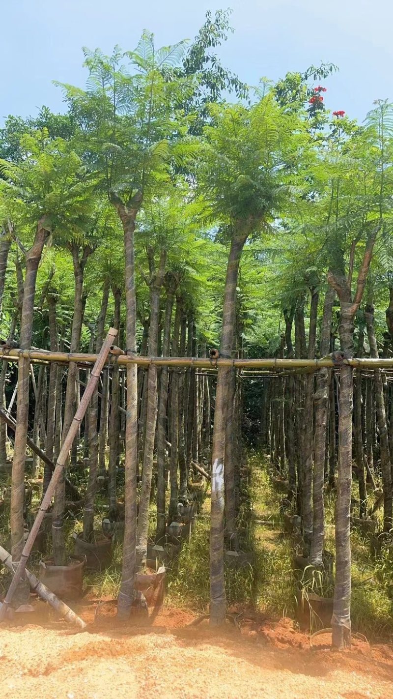 蓝花楹5～12公分基地直销规格齐全欢迎老板来电咨询