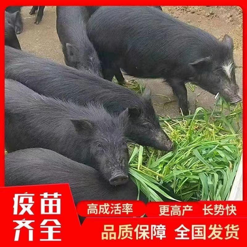 藏香猪