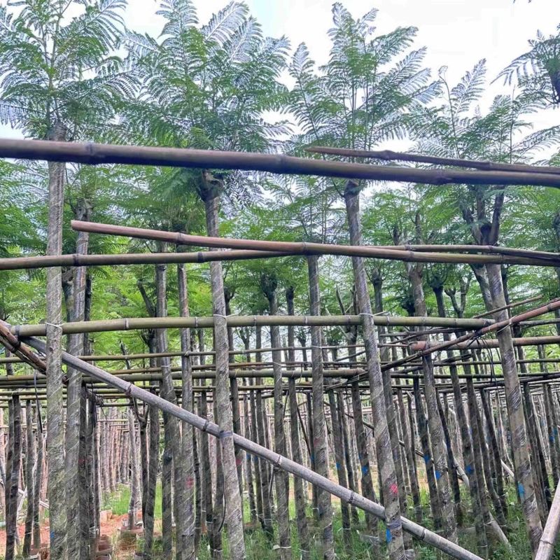 蓝花楹5～12公分基地直销规格齐全欢迎老板来电咨询