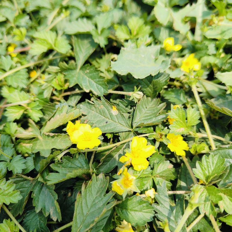匐枝委陵菜苗，三叶委陵菜工程苗，坤盛苗木基地批发