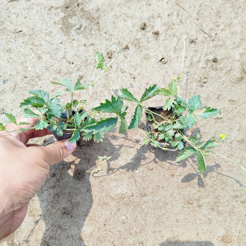 匐枝委陵菜苗，三叶委陵菜工程苗，坤盛苗木基地批发