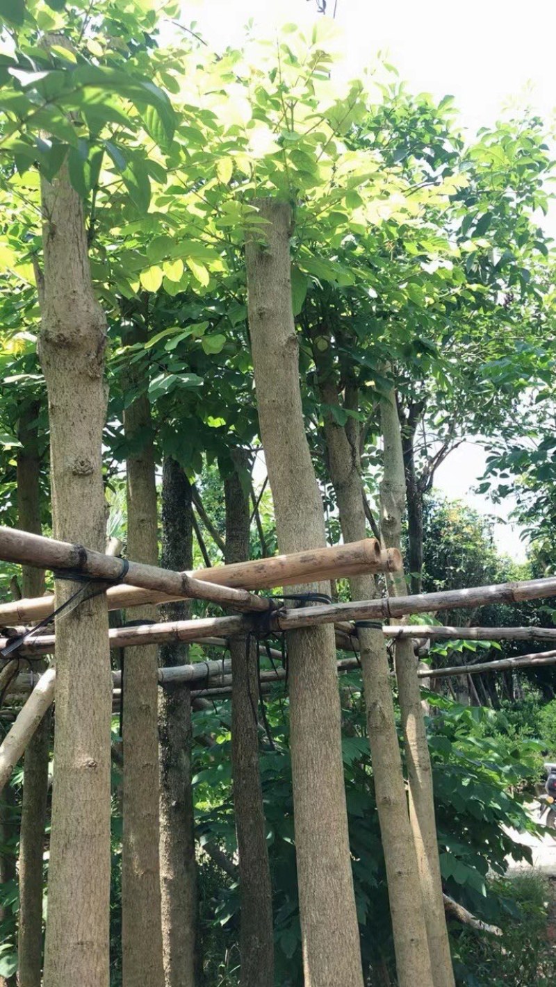 火焰木5～15公分基地直销规格齐全欢迎老板来电咨询