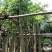 火焰木5～15公分基地直销规格齐全欢迎老板来电咨询