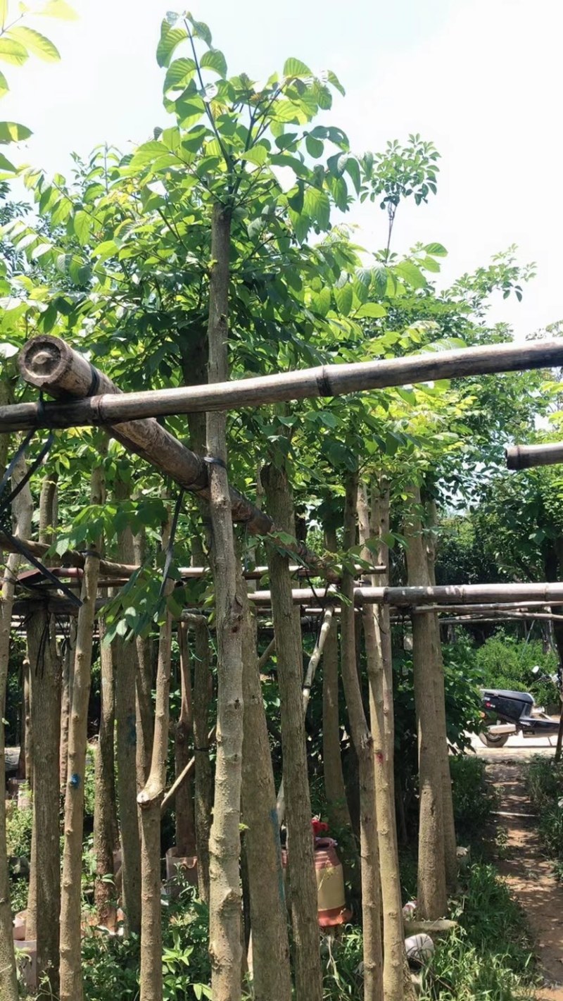 火焰木5～15公分基地直销规格齐全欢迎老板来电咨询