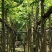 火焰木5～15公分基地直销规格齐全欢迎老板来电咨询