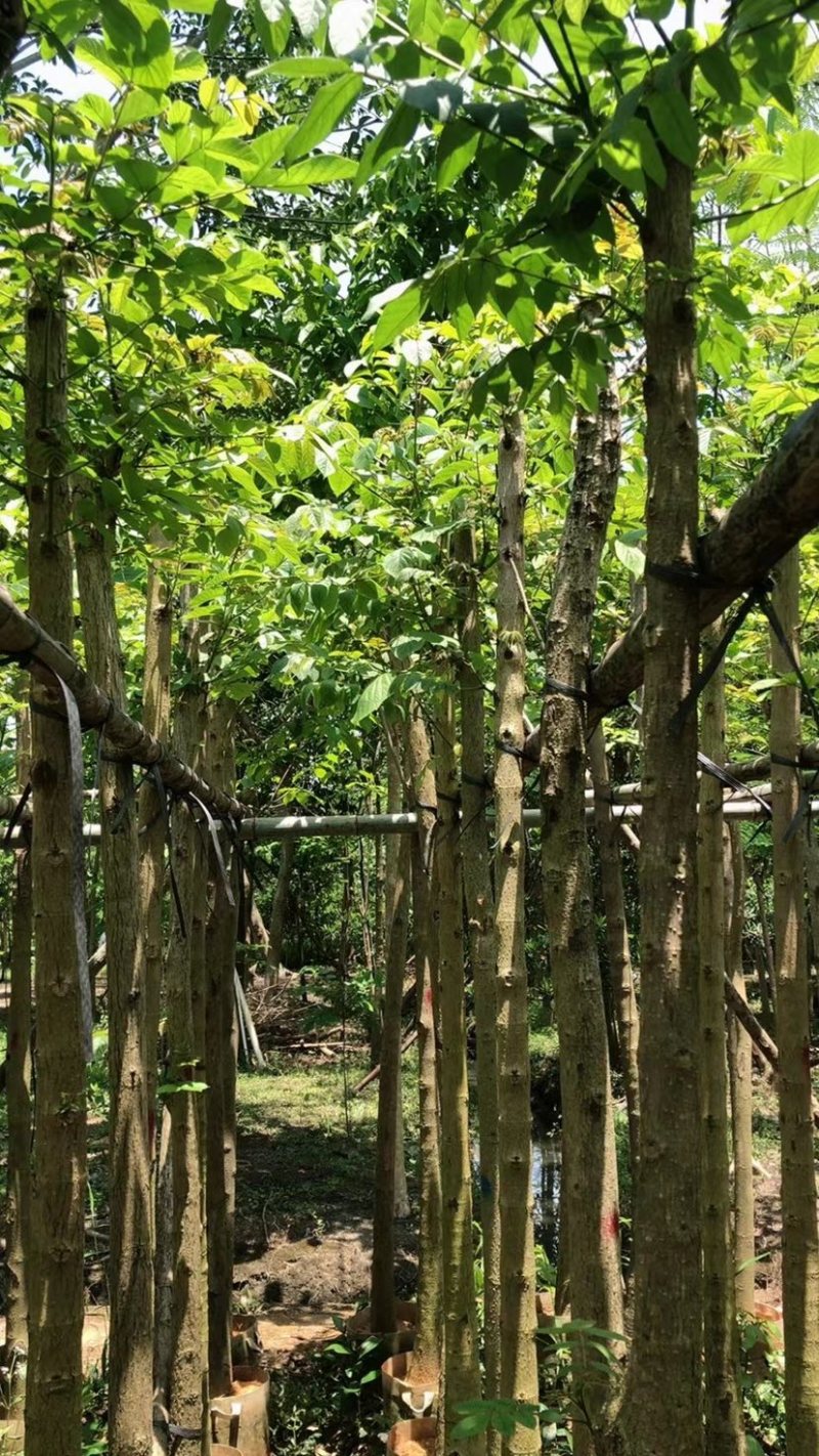 火焰木5～15公分基地直销规格齐全欢迎老板来电咨询