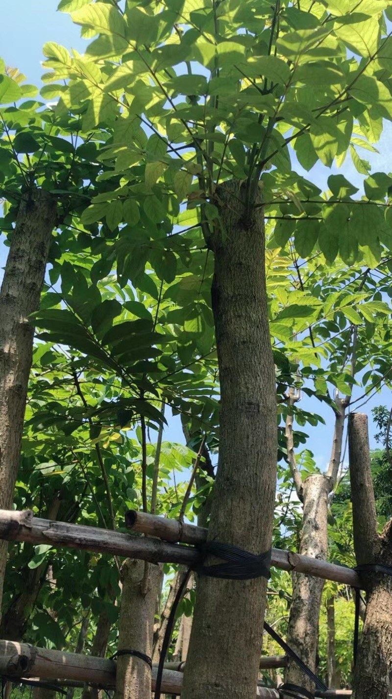 火焰木5～15公分基地直销规格齐全欢迎老板来电咨询