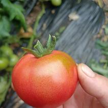 山东当季毛粉西红柿量大品质优新鲜采摘产地直发大量供应