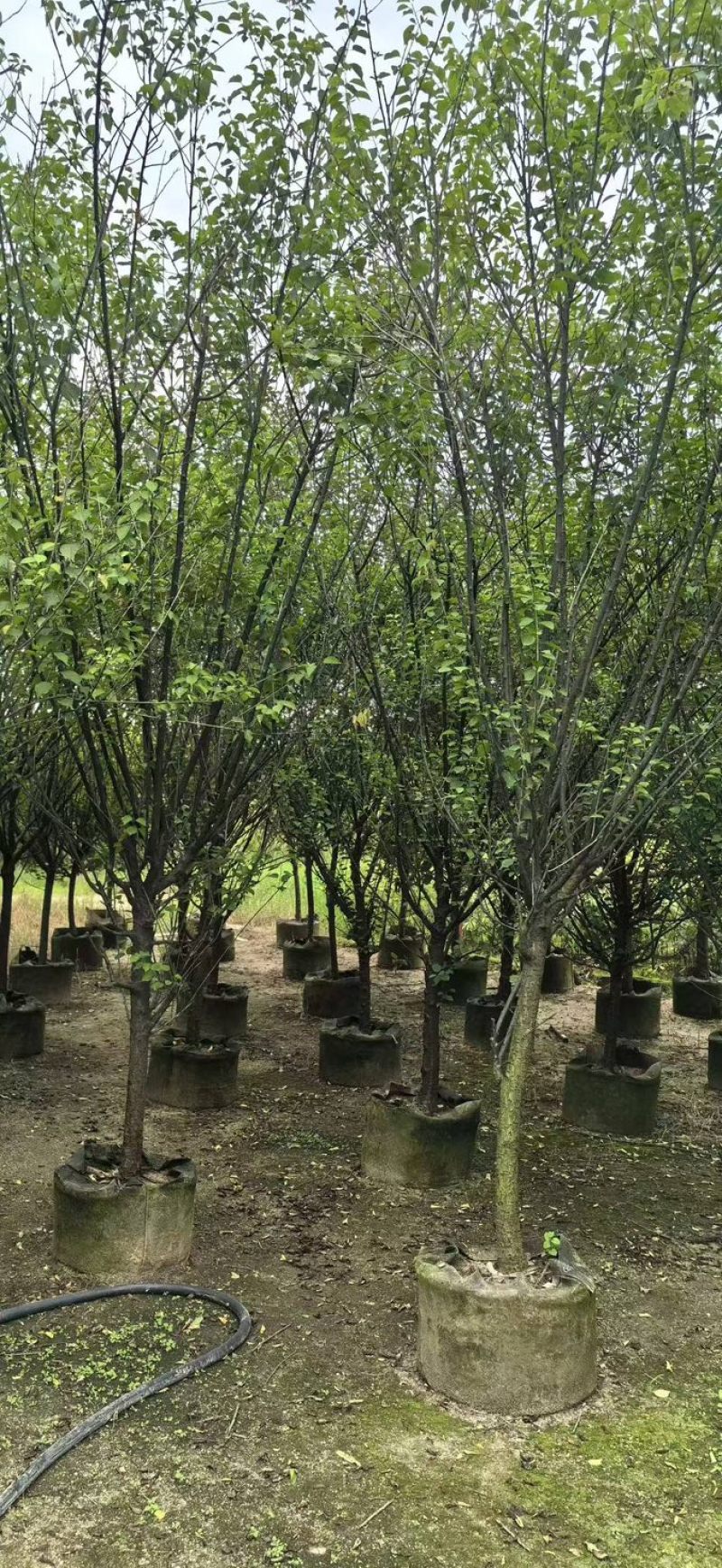 梅花树/红梅树基地直销规格齐全欢迎老板来电咨询合作