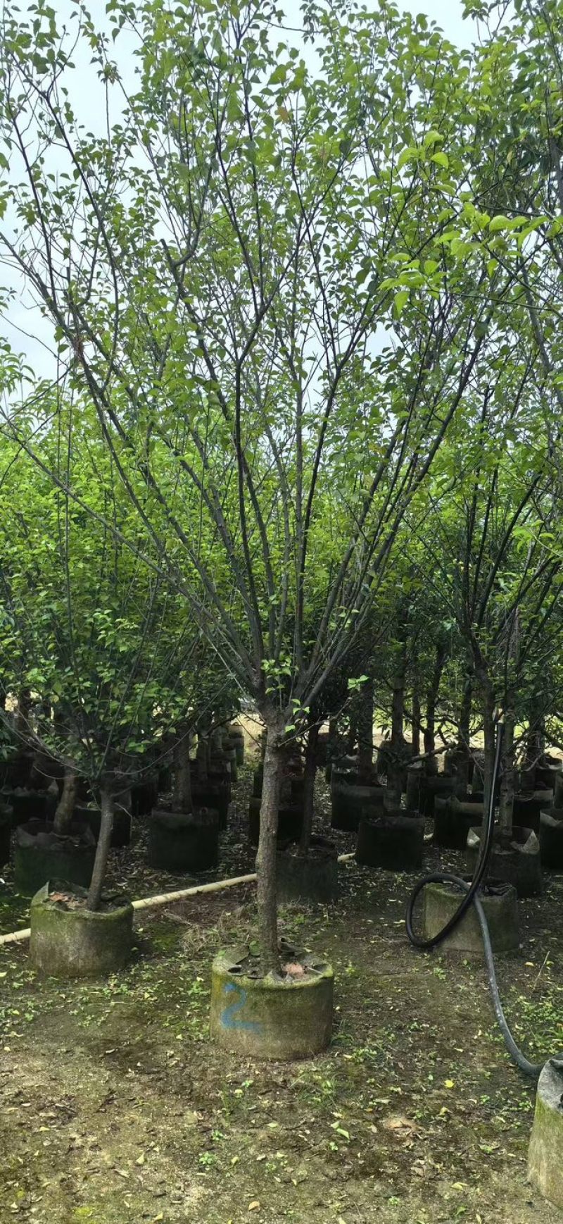 梅花树/红梅树基地直销规格齐全欢迎老板来电咨询合作