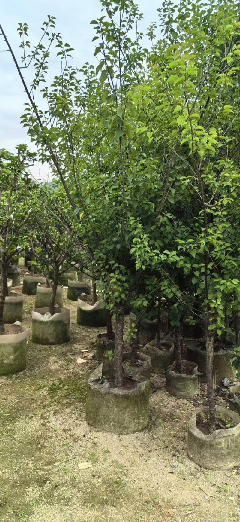 梅花树/红梅树基地直销规格齐全欢迎老板来电咨询合作