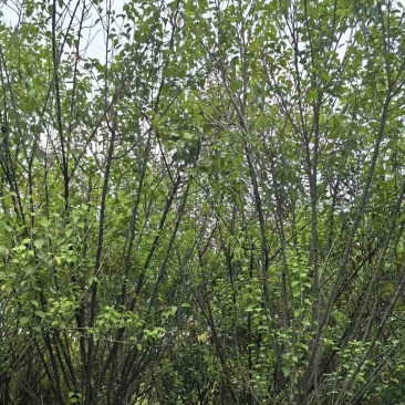 梅花树/红梅树基地直销规格齐全欢迎老板来电咨询合作