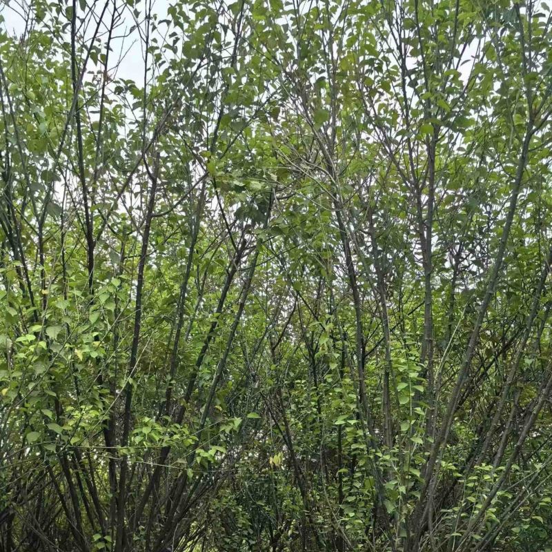 梅花树/红梅树基地直销规格齐全欢迎老板来电咨询合作