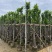 菠萝蜜树4～15公分基地直销规格齐全欢迎老板来电咨询