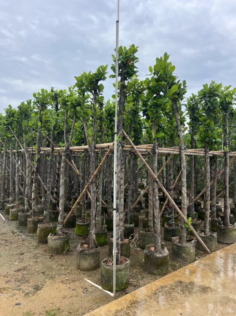 菠萝蜜树4～15公分基地直销规格齐全欢迎老板来电咨询