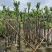 菠萝蜜树4～15公分基地直销规格齐全欢迎老板来电咨询
