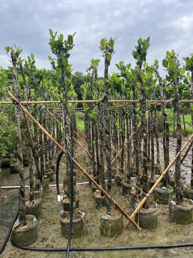 菠萝蜜树4～15公分基地直销规格齐全欢迎老板来电咨询
