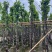 菠萝蜜树4～15公分基地直销规格齐全欢迎老板来电咨询