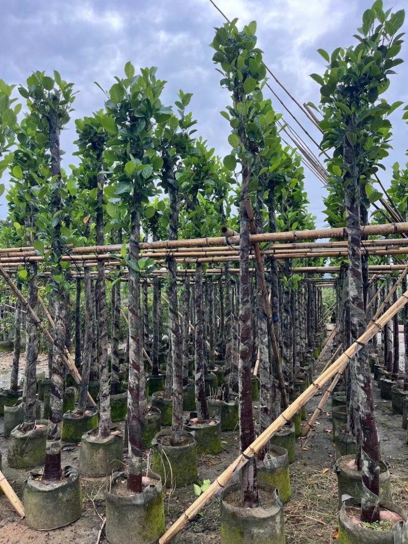 菠萝蜜树4～15公分基地直销规格齐全欢迎老板来电咨询