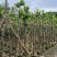 菠萝蜜树4～15公分基地直销规格齐全欢迎老板来电咨询