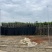菠萝蜜树4～15公分基地直销规格齐全欢迎老板来电咨询
