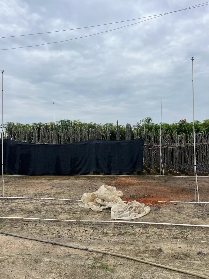 菠萝蜜树4～15公分基地直销规格齐全欢迎老板来电咨询