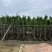 菠萝蜜树4～15公分基地直销规格齐全欢迎老板来电咨询