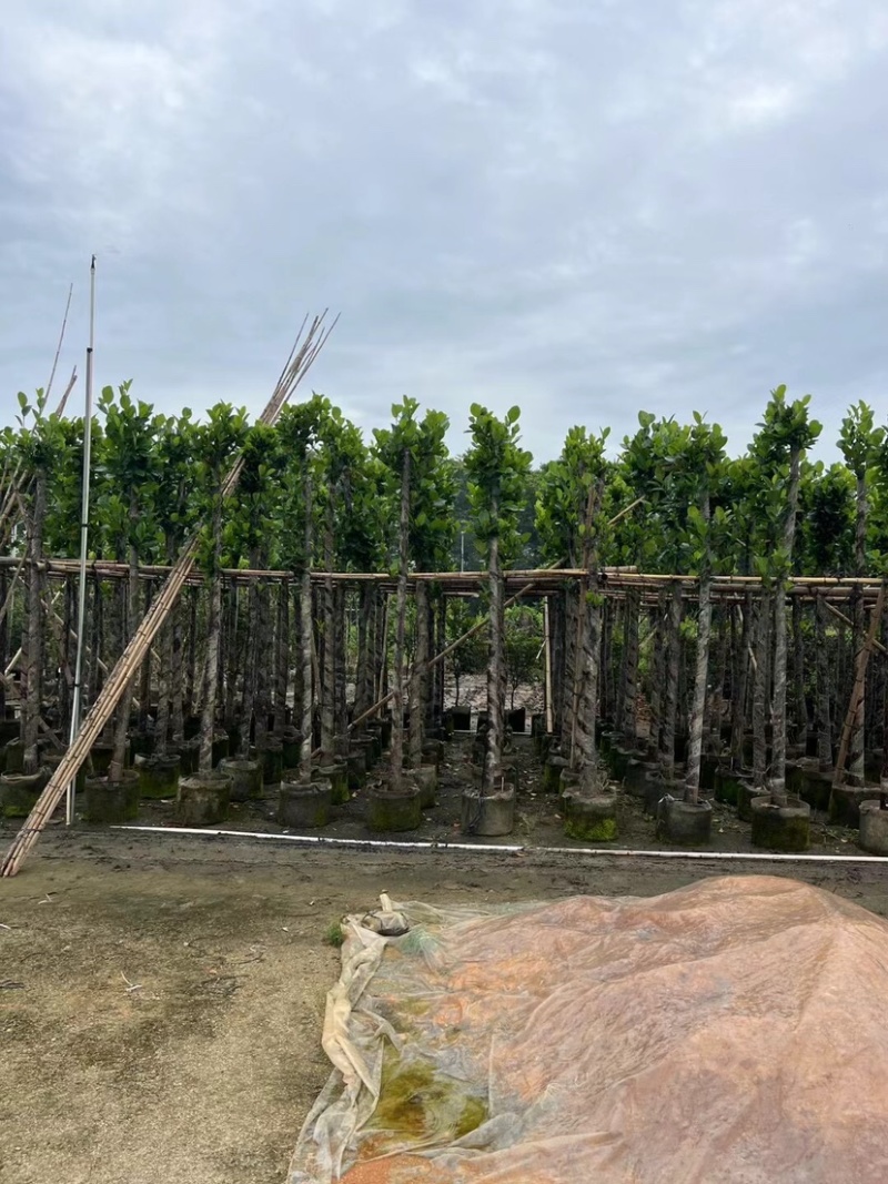 菠萝蜜树4～15公分基地直销规格齐全欢迎老板来电咨询
