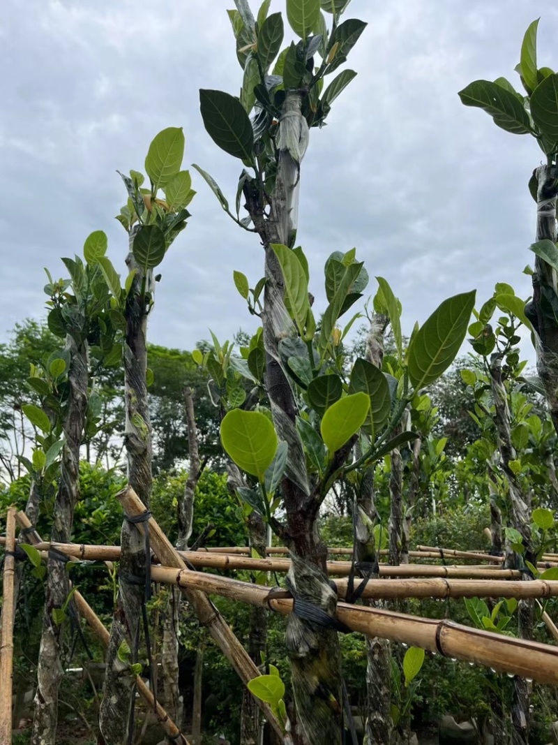 菠萝蜜树4～15公分基地直销规格齐全欢迎老板来电咨询