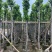 菠萝蜜树4～15公分基地直销规格齐全欢迎老板来电咨询
