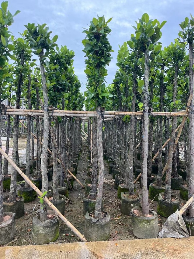 菠萝蜜树4～15公分基地直销规格齐全欢迎老板来电咨询
