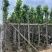 菠萝蜜树4～15公分基地直销规格齐全欢迎老板来电咨询
