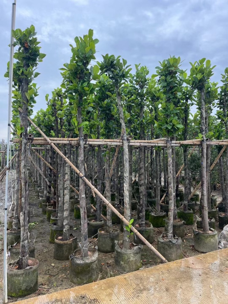 菠萝蜜树4～15公分基地直销规格齐全欢迎老板来电咨询