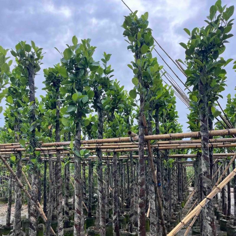 菠萝蜜树4～15公分基地直销规格齐全欢迎老板来电咨询