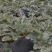 陕西蒲城黑无籽西瓜现在已经上市品质好口感甜有意者