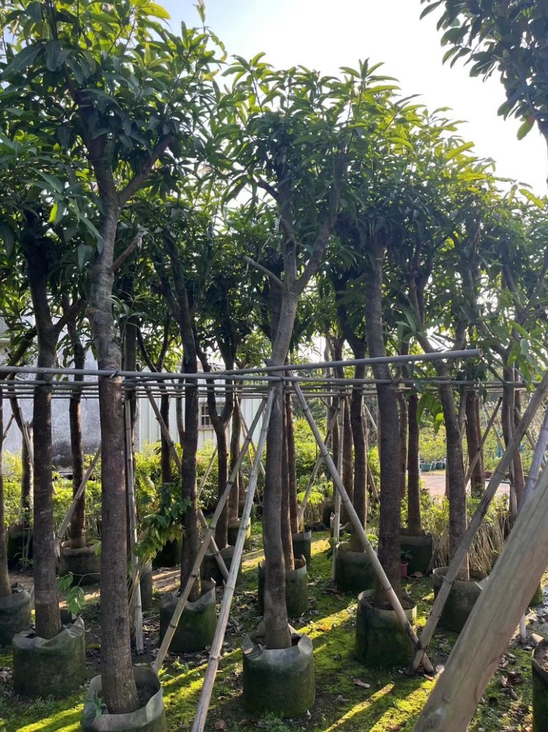 芒果树8～15公分基地直销规格齐全欢迎老板来电咨询