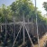 芒果树8～15公分基地直销规格齐全欢迎老板来电咨询