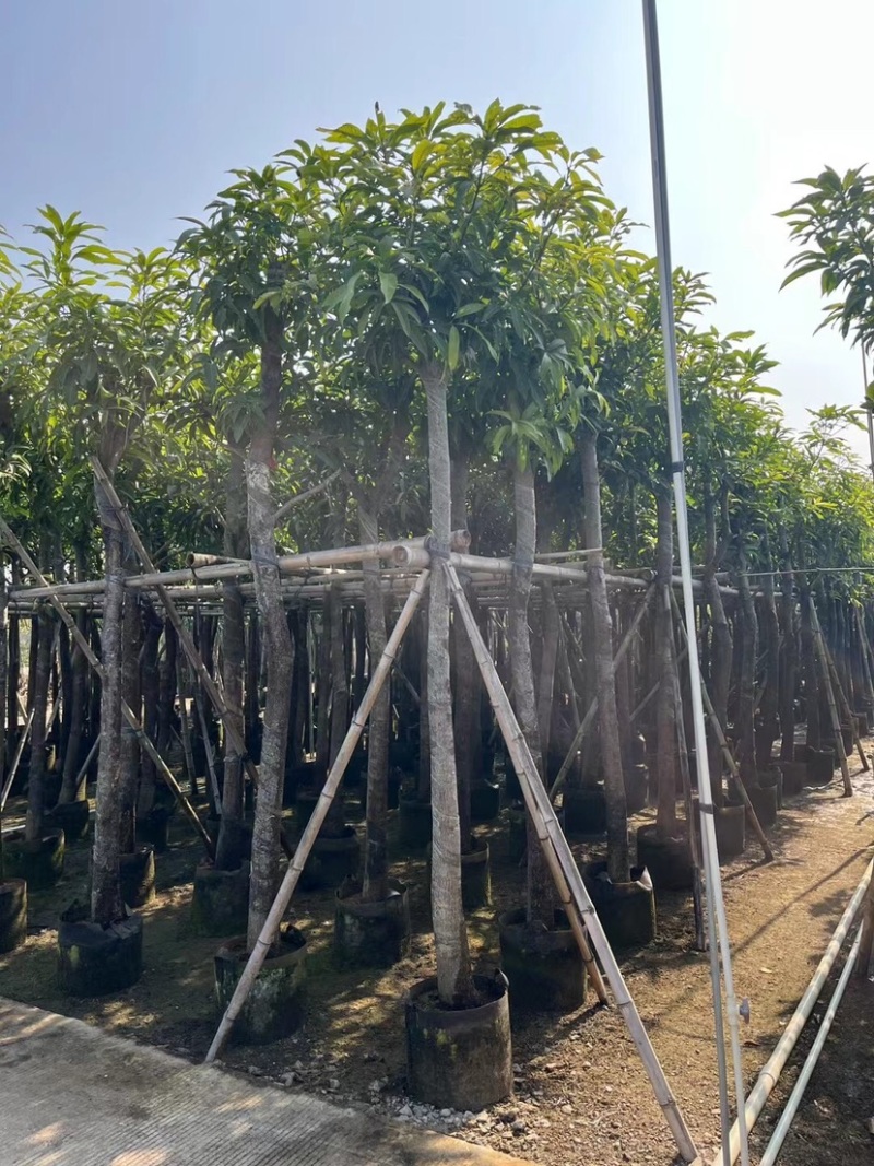 芒果树8～15公分基地直销规格齐全欢迎老板来电咨询