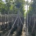 芒果树8～15公分基地直销规格齐全欢迎老板来电咨询
