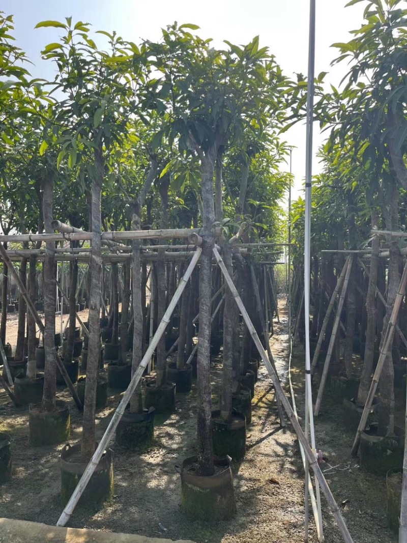 芒果树8～15公分基地直销规格齐全欢迎老板来电咨询