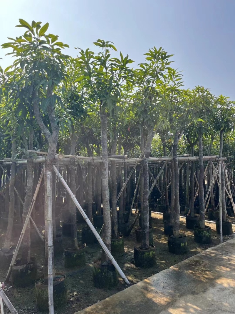 芒果树8～15公分基地直销规格齐全欢迎老板来电咨询