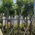 芒果树8～15公分基地直销规格齐全欢迎老板来电咨询