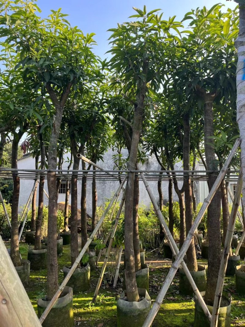 芒果树8～15公分基地直销规格齐全欢迎老板来电咨询
